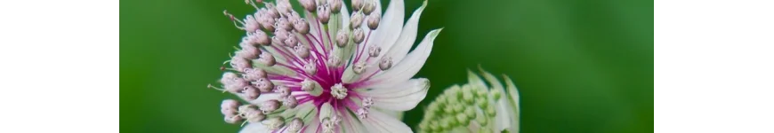 Astrantia jarzmianka