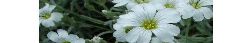 Cerastium rogownica