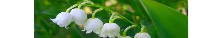 Convallaria konwalia