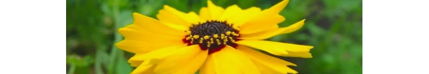 Coreopsis nachyłek