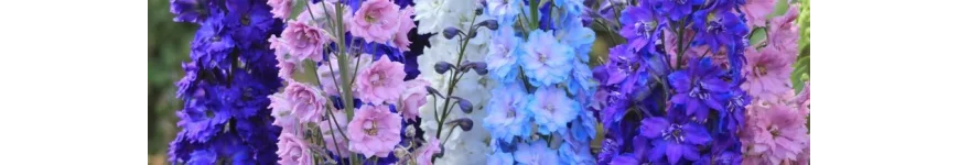 Delphinum ostróżka